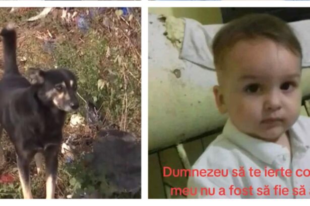 tragedie in vrancea un copil de trei ani gasit mort intr un canal micutul a fost atacat de 8 caini in drum spre bunica sa 68e3d8c385eca