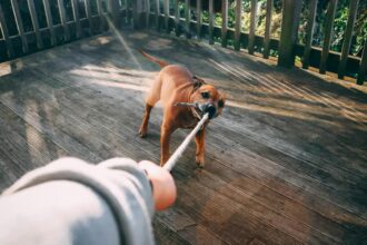 un copil de trei ani a fost gasit mort intr un canal in judetul vrancea decesul ar fi putut fi cauzat de un atac al cainilor 68e166d9b0d5a