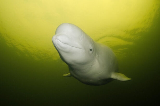 un parc acvatic din canada ameninta ca va eutanasia 30 de belugi dupa ce guvernul a refuzat cererea de a le trimite in china 68eac8402c1b2