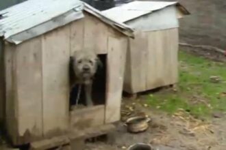 bolojan vine cu o noua bomba guvernul pune taxa pe orice vom plati inclusiv pentru cusca animalelor nu mai latra ca ti ia cusca 6928746028701