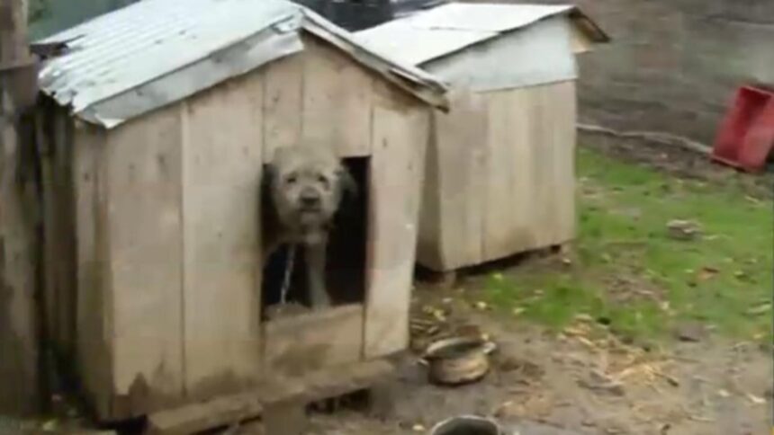 bolojan vine cu o noua bomba guvernul pune taxa pe orice vom plati inclusiv pentru cusca animalelor nu mai latra ca ti ia cusca 6928746028701