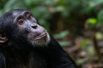 cimpanzeii gandesc ca oamenii renunta la convingerile vechi atunci cand apar dovezi noi care le schimba parerea 690792155a8ae