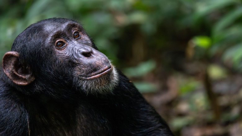 cimpanzeii gandesc ca oamenii renunta la convingerile vechi atunci cand apar dovezi noi care le schimba parerea 690792155a8ae