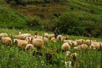 cioban gasit mort langa o ferma din constanta principalul suspect a fost prins intr un microbuz cu un cutit asupra lui 69276ed7be413