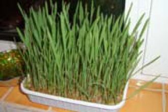 de ce trebuie pus grau la incoltit de sfantul andrei ce spune traditia de fapt 69293b7cbdd11