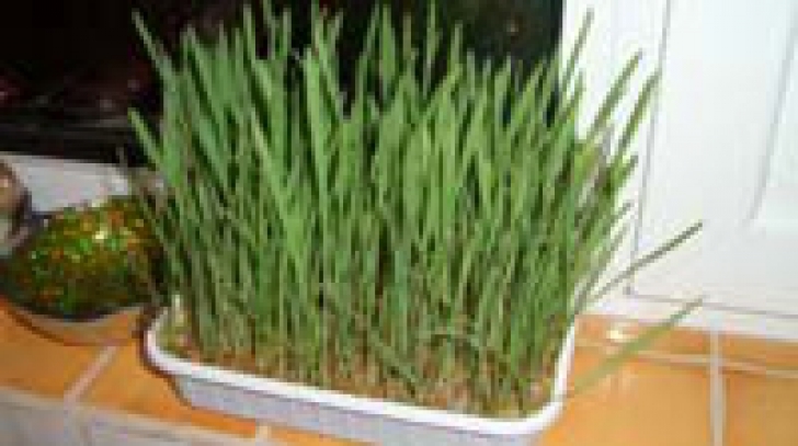 de ce trebuie pus grau la incoltit de sfantul andrei ce spune traditia de fapt 69293b7cbdd11