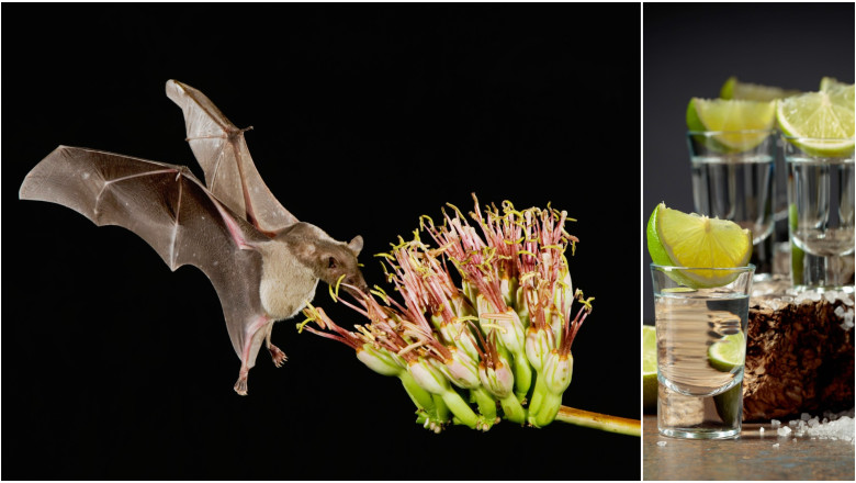 fara lilieci tequila ar disparea cum salveaza animalele bautura nationala a