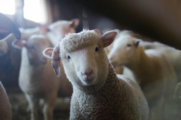 iarna scumpirilor loveste fermele crescatorii de animale se confrunta cu scumpiri in lant 6927e799161ae