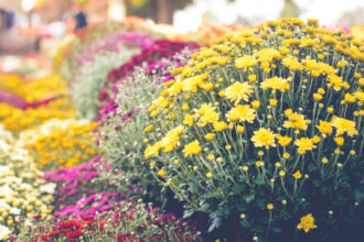 imbulzeala la flori gratis o familie din satu mare a donat peste 1 000 de crizanteme la ghiveci ne a fost mila sa le aruncam 691c0d0e7d65f