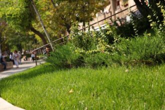 primarul sectorului 3 saluta initiativa ministerului mediului de inasprire a sanctiunilor pentru distrugerea spatiilor verzi urbane 6926bcfba6517