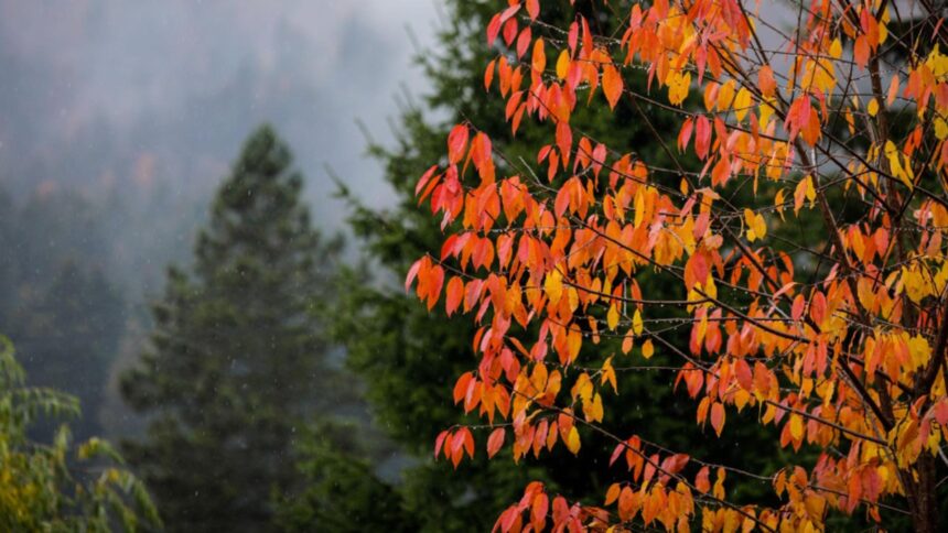 schimbare brusca a vremii de la mijlocul saptamanii dupa zile calde urmeaza o racire severa prognoza pe urmatoarele doua saptamani 692451ef57460