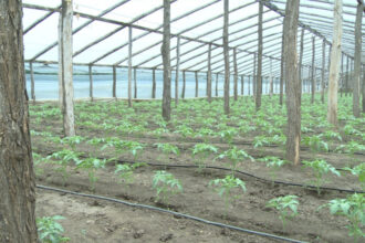 video guvernul introduce impozitul pe sere si solarii scumpiri in piete din ianuarie ce spun fermierii 6925d2425eed4