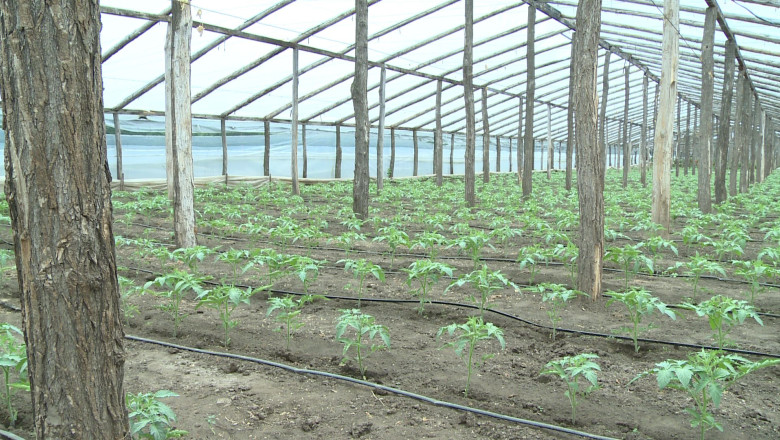 video guvernul introduce impozitul pe sere si solarii scumpiri in piete din ianuarie ce spun fermierii 6925d2425eed4