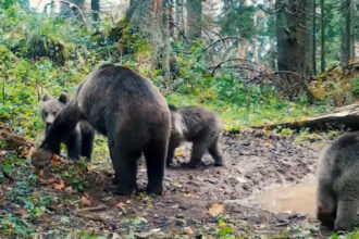video imagini cu o ursoaica si trei pui in parcul natural apuseni inregistrate de romsilva 690f2a3f55dda