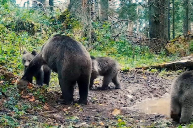 video imagini cu o ursoaica si trei pui in parcul natural apuseni inregistrate de romsilva 690f2a3f55dda