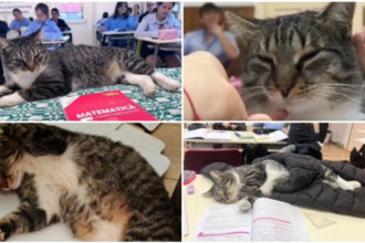 video motanul devenit vedeta intr un liceu din romania misu participa la cursuri si se bucura de atentia tuturor este mascota scolii 69180964ce864