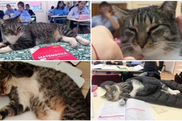 video motanul devenit vedeta intr un liceu din romania misu participa la cursuri si se bucura de atentia tuturor este mascota scolii 69180964ce864