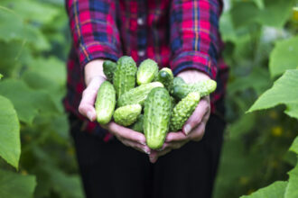 video paradox romanesc ultimele legume autohtone din 2025 pleaca spre export in timp ce pietele sunt pline acum de produse de import 691117936e5a2