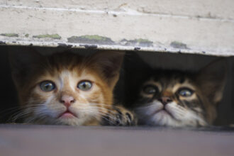 video sigur ca ma deranjeaza pisicile fara stapan s au inmultit alarmant in toate orasele tarii romanii s au impartit in doua tabere 6907c0f4dd4f9