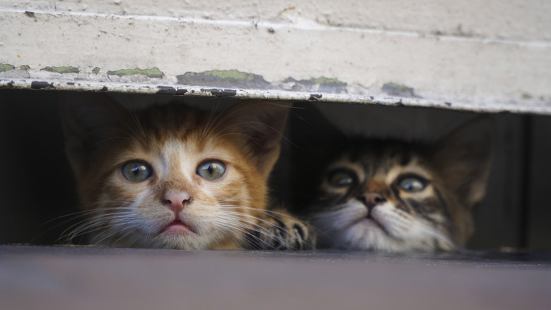 video sigur ca ma deranjeaza pisicile fara stapan s au inmultit alarmant in toate orasele tarii romanii s au impartit in doua tabere 6907c0f4dd4f9