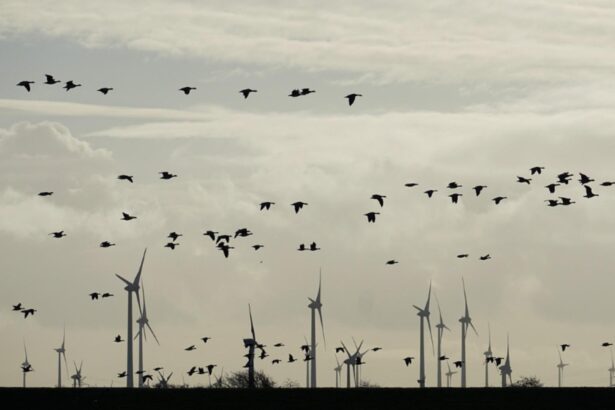 braconaj de pasari salbatice descoperit de jandarmi in prahova le ademeneau cu dispozitive radio si vergele unse cu clei 6954363b1d0aa