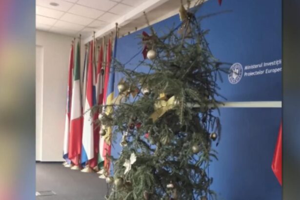 brad de craciun ca dupa razboi la ministerul lui pislaru imagine jenanta pentru o institutie publica 6955101999804