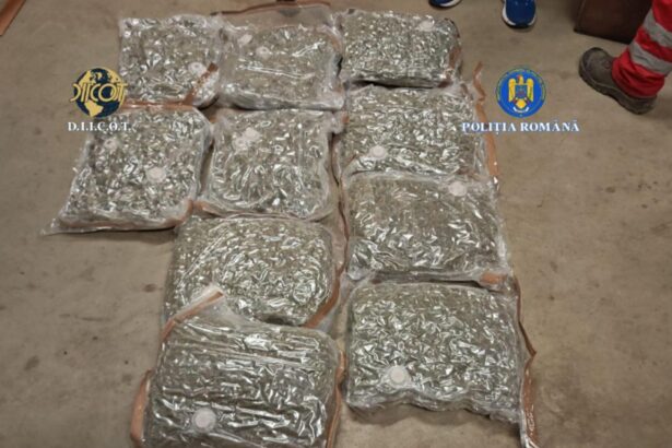 captura record de droguri in capitala patru suspecti prinsi cu canabis adus din spania unde era ascunsa marfa 6945396966fd4