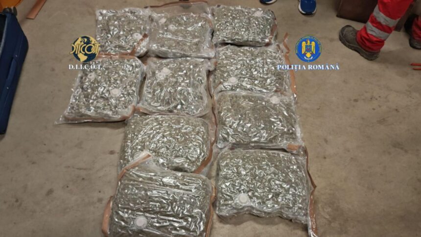 captura record de droguri in capitala patru suspecti prinsi cu canabis adus din spania unde era ascunsa marfa 6945396966fd4