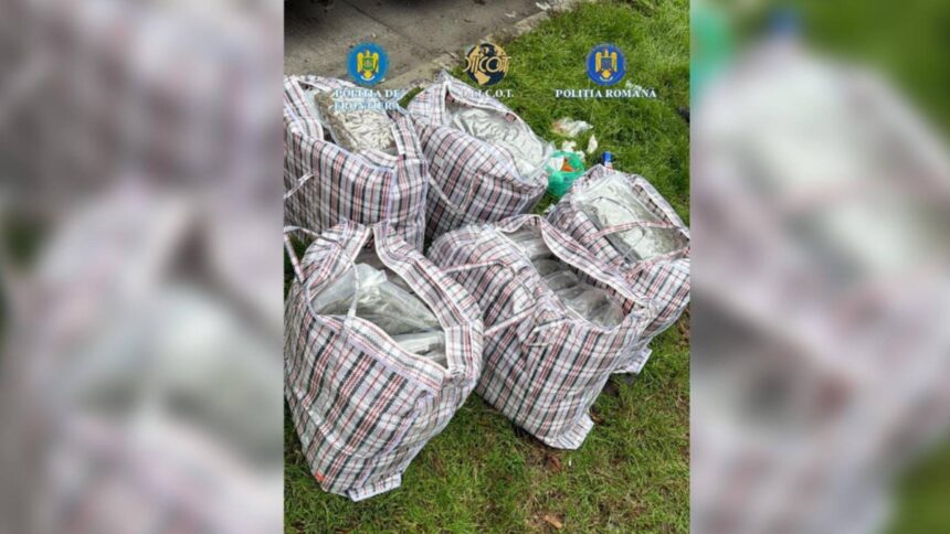 captura uriasa de droguri la frontiera romano bulgara 37 de kilograme de canabis descoperite intr un transport de arbusti ornamentali 694171ba3c0ca