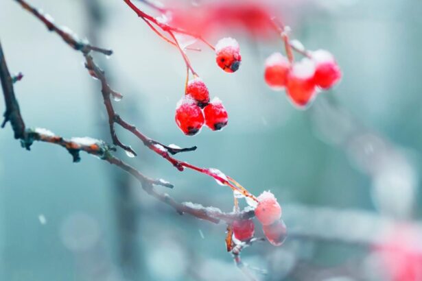 decembrie capricios temperaturi de pana la 14 grade apoi frig si precipitatii cand se schimba vremea 693fff8bf19ea