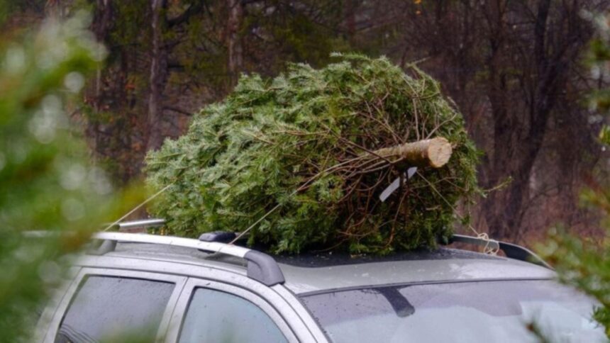 este legal sa transporti bradul de craciun cu masina ce sanctiuni risca romanii prinsi pe picior gresit 694017f69fa73