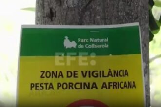 focar de pesta porcina in spania o treime din exporturi blocate 692ea23a22e02