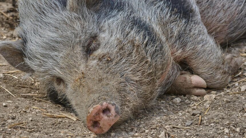 focarul de pesta porcina africana ridica semne de intrebare spania analizeaza si ipoteza unei scurgeri accidentale din laborator 693344292225c