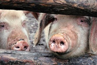 focarul de pesta porcina din arad a fost stins mii de animale au fost ucise preventiv in prag de sarbatori 69524d7b51c92