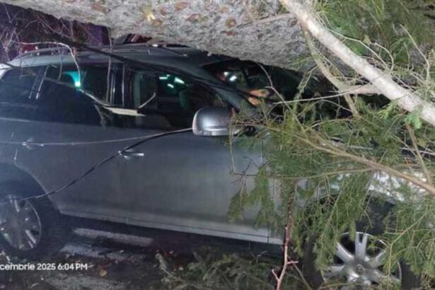 furtuna a facut ravagii pe valea prahovei copaci smulsi de vant la sinaia si un autoturism avariat 694edc2b15f1b
