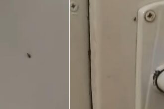 gandacii colcaie in voie in spitalul municipal sebes managerul sustine ca era doar un pui video 694419896aa24