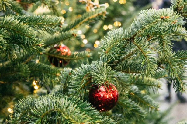 ghid complet cum sa iti pastrezi bradul de craciun verde si proaspat pe tot parcursul sarbatorilor 69386f24cc897