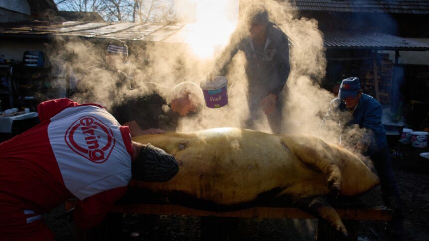 incident grav la taierea porcului un barbat si a injunghiat partenerul de pahar 6942c42521907