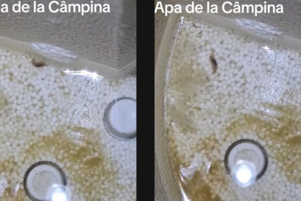 locuitorii din campina se trezesc cu vietuitoare ciudate in apa de la robinet video 6935989775f2c