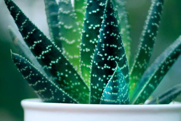 planta pe care trebuie sa o ai in casa conform principiilor feng shui aduce prosperitate si atrage energia pozitiva 692fd65d46d62