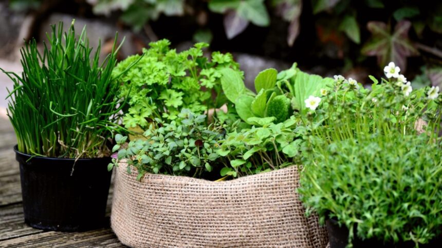 plante cu proprietati vindecatoare pe care e bine sa le ai in casa sunt remedii pentru diverse afectiuni 6936aaceb7b6d