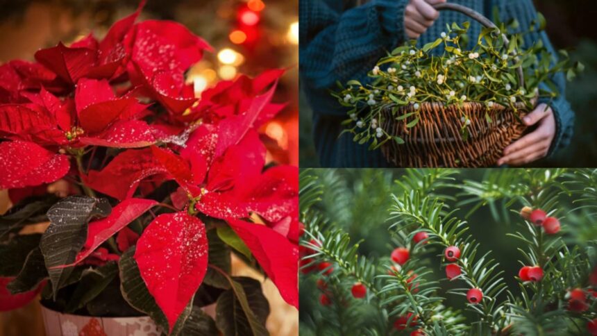 plantele din aranjamentele de craciun care iti pot pune in pericol sanatatea sunt extrem de toxice 6942641226751