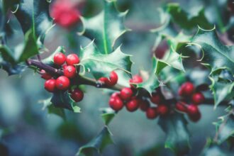 simboluri cu energie pozitiva ce sa pastrezi in locuinta pentru un an nou plin de belsug 6953e793c4248