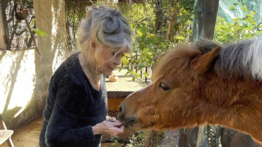 ultima dorinta a lui brigitte bardot va fi inmormantata la saint tropez alaturi de animalele pe care le a iubit 695278c4b55f9