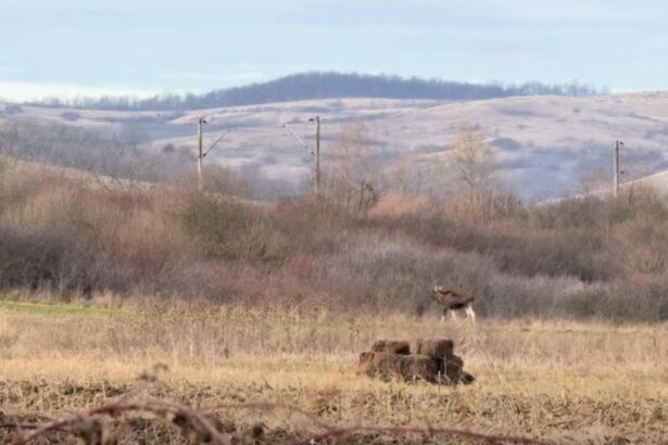 un animal misterios observat in padurile romaniei cum explica specialistii aparitia surprinzatoare video 6939c1e34c403