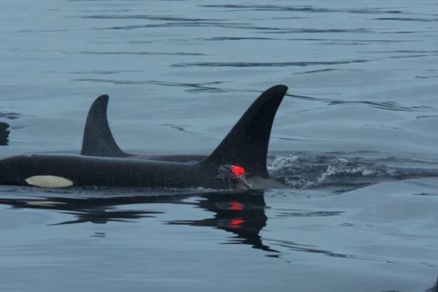 video imagini in premiera balenele ucigase vaneaza impreuna cu delfinii iar apoi isi impart prada cu ei 694401e9659f5