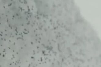 ce sunt insectele negre aparute pe ger in zapada misterul puricilor din cluj dezlegat de specialisti 696a6baac0717