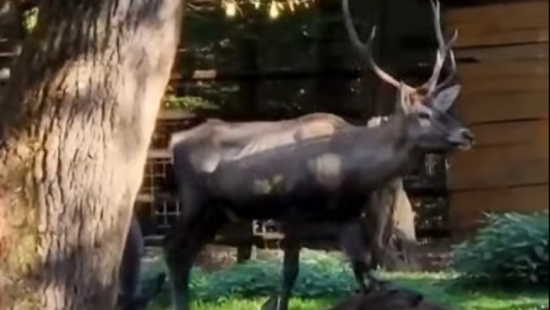 cerb carpatin sanatos gasit mort la gradina zoologica din targu mures ce avea animalul in sistemul digestiv 696e6949c81a6