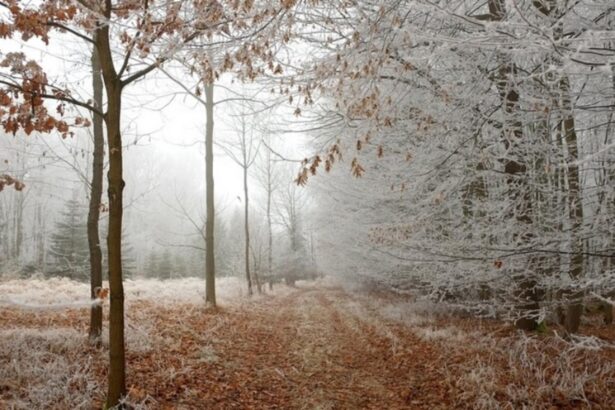 cod galben de ger vortexul polar loveste romania sefa anm urmeaza temperaturi de 14 grade celsius 697db092758fc