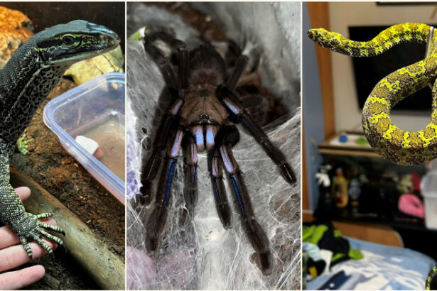 crescatorie ilegala de reptile cu vipere veninoase serpi si tarantule descoperita intr un apartament din bihor 696dbe3970982